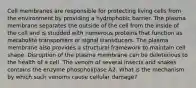 Cell membranes are responsible for protecting living cells from the environment by providing a hydrophobic barrier. The plasma membrane separates the outside of the cell from the inside of the cell and is studded with numerous proteins that function as metabolite transporters or signal transducers. The plasma membrane also provides a structural framework to maintain cell shape. Disruption of the plasma membrane can be deleterious to the health of a cell. The venom of several insects and snakes contains the enzyme phospholipase A2. What is the mechanism by which such venoms cause cellular damage?