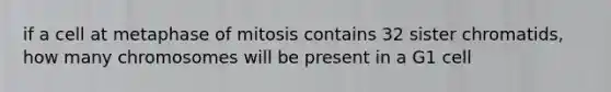 if a cell at metaphase of mitosis contains 32 sister chromatids, how many chromosomes will be present in a G1 cell