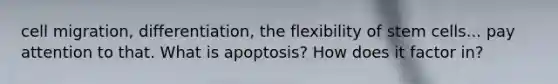 cell migration, differentiation, the flexibility of stem cells... pay attention to that. What is apoptosis? How does it factor in?