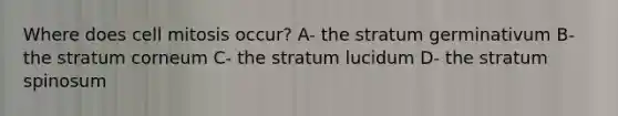 Where does cell mitosis occur? A- the stratum germinativum B- the stratum corneum C- the stratum lucidum D- the stratum spinosum