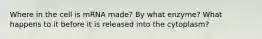 Where in the cell is mRNA made? By what enzyme? What happens to it before it is released into the cytoplasm?