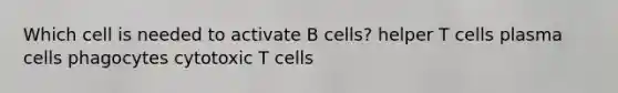 Which cell is needed to activate B cells? helper T cells plasma cells phagocytes cytotoxic T cells