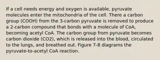 If a cell needs energy and oxygen is available, pyruvate molecules enter the mitochondria of the cell. There a carbon group (COOH) from the 3-carbon pyruvate is removed to produce a 2-carbon compound that bonds with a molecule of CoA, becoming acetyl CoA. The carbon group from pyruvate becomes carbon dioxide (CO2), which is released into the blood, circulated to the lungs, and breathed out. Figure 7-8 diagrams the pyruvate-to-acetyl CoA reaction.