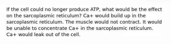 If the cell could no longer produce ATP, what would be the effect on the sarcoplasmic reticulum? Ca+ would build up in the sarcoplasmic reticulum. The muscle would not contract. It would be unable to concentrate Ca+ in the sarcoplasmic reticulum. Ca+ would leak out of the cell.