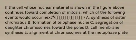 If the cell whose nuclear material is shown in the figure above continues toward completion of mitosis, which of the following events would occur next?(양 끝으로 당겨서 분열 중) A: synthesis of sister chromatids B: formation of telophase nuclei C: segregation of daughter chromosomes toward the poles D: cell membrane synthesis E: alignment of chromosomes at the metaphase plate