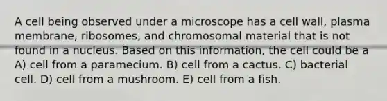 A cell being observed under a microscope has a cell wall, plasma membrane, ribosomes, and chromosomal material that is not found in a nucleus. Based on this information, the cell could be a A) cell from a paramecium. B) cell from a cactus. C) bacterial cell. D) cell from a mushroom. E) cell from a fish.