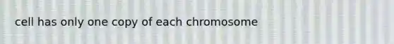 cell has only one copy of each chromosome