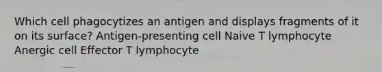 Which cell phagocytizes an antigen and displays fragments of it on its surface? Antigen-presenting cell Naive T lymphocyte Anergic cell Effector T lymphocyte