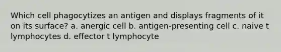 Which cell phagocytizes an antigen and displays fragments of it on its surface? a. anergic cell b. antigen-presenting cell c. naive t lymphocytes d. effector t lymphocyte