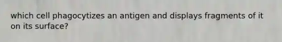 which cell phagocytizes an antigen and displays fragments of it on its surface?