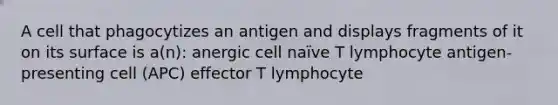 A cell that phagocytizes an antigen and displays fragments of it on its surface is a(n): anergic cell naïve T lymphocyte antigen-presenting cell (APC) effector T lymphocyte