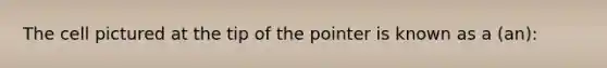 The cell pictured at the tip of the pointer is known as a (an):