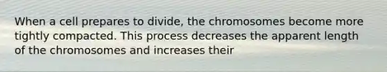 When a cell prepares to divide, the chromosomes become more tightly compacted. This process decreases the apparent length of the chromosomes and increases their