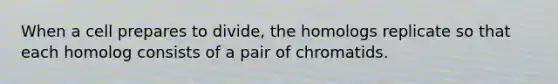 When a cell prepares to divide, the homologs replicate so that each homolog consists of a pair of chromatids.