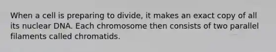 When a cell is preparing to divide, it makes an exact copy of all its nuclear DNA. Each chromosome then consists of two parallel filaments called chromatids.