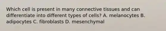 Which cell is present in many connective tissues and can differentiate into different types of cells? A. melanocytes B. adipocytes C. fibroblasts D. mesenchymal