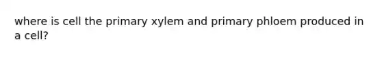 where is cell the primary xylem and primary phloem produced in a cell?