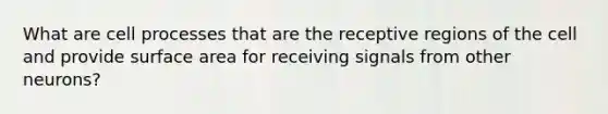 What are cell processes that are the receptive regions of the cell and provide surface area for receiving signals from other neurons?