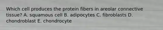 Which cell produces the protein fibers in areolar <a href='https://www.questionai.com/knowledge/kYDr0DHyc8-connective-tissue' class='anchor-knowledge'>connective tissue</a>? A. squamous cell B. adipocytes C. fibroblasts D. chondroblast E. chondrocyte