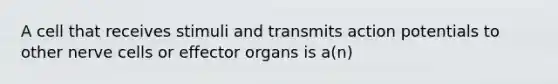 A cell that receives stimuli and transmits action potentials to other nerve cells or effector organs is a(n)