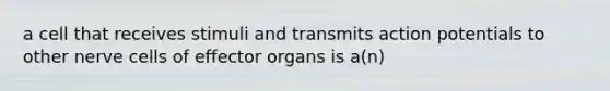 a cell that receives stimuli and transmits action potentials to other nerve cells of effector organs is a(n)