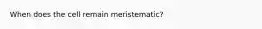 When does the cell remain meristematic?