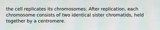 the cell replicates its chromosomes. After replication, each chromosome consists of two identical sister chromatids, held together by a centromere.