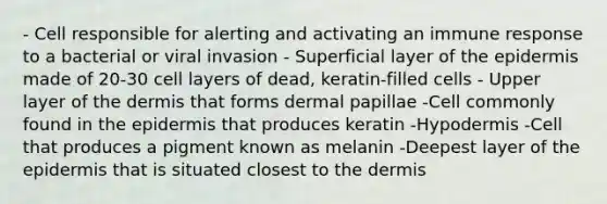 - Cell responsible for alerting and activating an immune response to a bacterial or viral invasion - Superficial layer of the epidermis made of 20-30 cell layers of dead, keratin-filled cells - Upper layer of the dermis that forms dermal papillae -Cell commonly found in the epidermis that produces keratin -Hypodermis -Cell that produces a pigment known as melanin -Deepest layer of the epidermis that is situated closest to the dermis