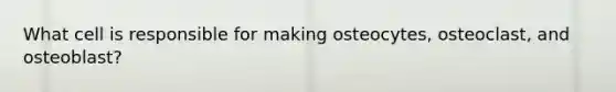 What cell is responsible for making osteocytes, osteoclast, and osteoblast?