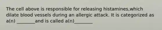 The cell above is responsible for releasing histamines,which dilate blood vessels during an allergic attack. It is categorized as a(n) ________and is called a(n)________