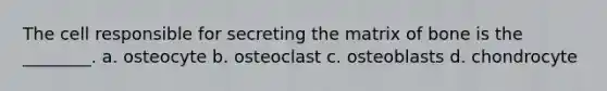 The cell responsible for secreting the matrix of bone is the ________. a. osteocyte b. osteoclast c. osteoblasts d. chondrocyte