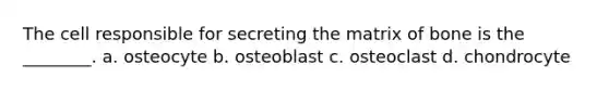 The cell responsible for secreting the matrix of bone is the ________. a. osteocyte b. osteoblast c. osteoclast d. chondrocyte