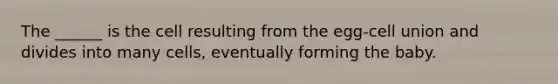 The ______ is the cell resulting from the egg-cell union and divides into many cells, eventually forming the baby.