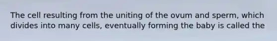 The cell resulting from the uniting of the ovum and sperm, which divides into many cells, eventually forming the baby is called the