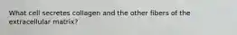 What cell secretes collagen and the other fibers of the extracellular matrix?