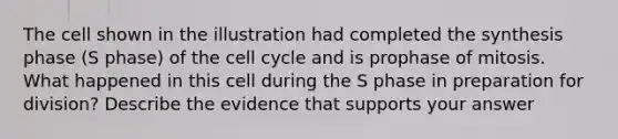 The cell shown in the illustration had completed the synthesis phase (S phase) of the <a href='https://www.questionai.com/knowledge/keQNMM7c75-cell-cycle' class='anchor-knowledge'>cell cycle</a> and is prophase of mitosis. What happened in this cell during the S phase in preparation for division? Describe the evidence that supports your answer