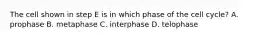 The cell shown in step E is in which phase of the cell cycle? A. prophase B. metaphase C. interphase D. telophase