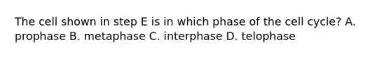 The cell shown in step E is in which phase of the cell cycle? A. prophase B. metaphase C. interphase D. telophase