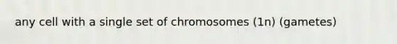 any cell with a single set of chromosomes (1n) (gametes)