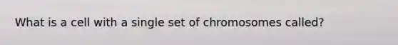 What is a cell with a single set of chromosomes called?