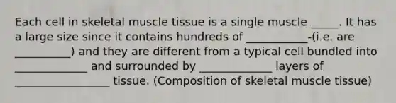 Each cell in skeletal muscle tissue is a single muscle _____. It has a large size since it contains hundreds of ___________-(i.e. are __________) and they are different from a typical cell bundled into _____________ and surrounded by _____________ layers of _________________ tissue. (Composition of skeletal muscle tissue)