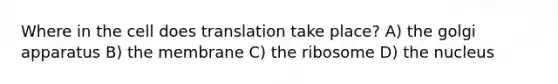 Where in the cell does translation take place? A) the golgi apparatus B) the membrane C) the ribosome D) the nucleus