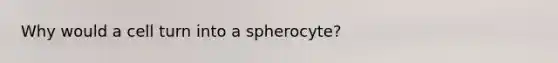 Why would a cell turn into a spherocyte?