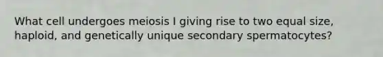 What cell undergoes meiosis I giving rise to two equal size, haploid, and genetically unique secondary spermatocytes?