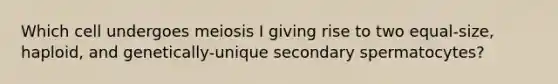 Which cell undergoes meiosis I giving rise to two equal-size, haploid, and genetically-unique secondary spermatocytes?