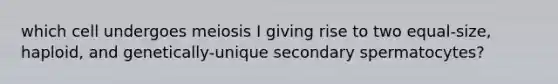 which cell undergoes meiosis I giving rise to two equal-size, haploid, and genetically-unique secondary spermatocytes?