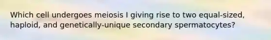 Which cell undergoes meiosis I giving rise to two equal-sized, haploid, and genetically-unique secondary spermatocytes?
