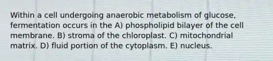 Within a cell undergoing anaerobic metabolism of glucose, fermentation occurs in the A) phospholipid bilayer of the cell membrane. B) stroma of the chloroplast. C) mitochondrial matrix. D) fluid portion of the cytoplasm. E) nucleus.