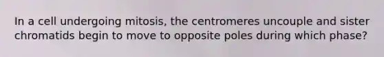 In a cell undergoing mitosis, the centromeres uncouple and sister chromatids begin to move to opposite poles during which phase?