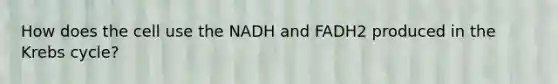 How does the cell use the NADH and FADH2 produced in the Krebs cycle?